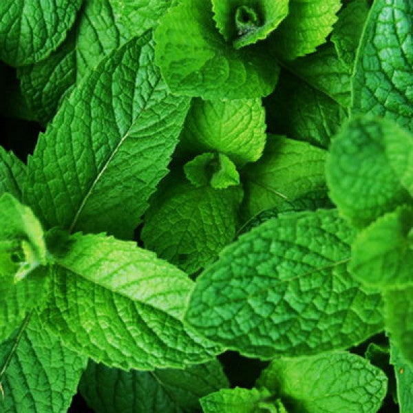 Olejek eteryczny naturalny Miętowy, 10ml