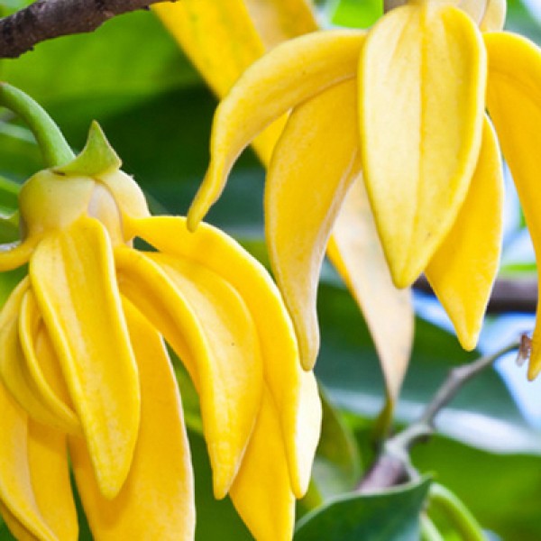 Olejek eteryczny naturalny Ylang-Ylang, 100ml