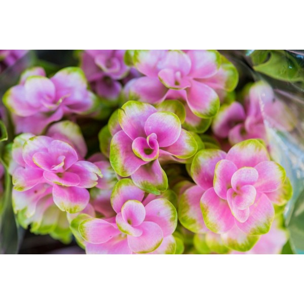 Olejek zapachowy HORTENSJA 100ML