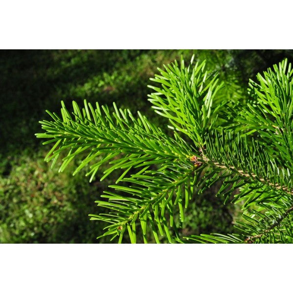 Olejek zapachowy JODŁA ZIELONA 100ML