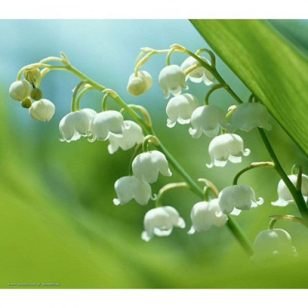 Olejek zapachowy KONWALIA 100ML