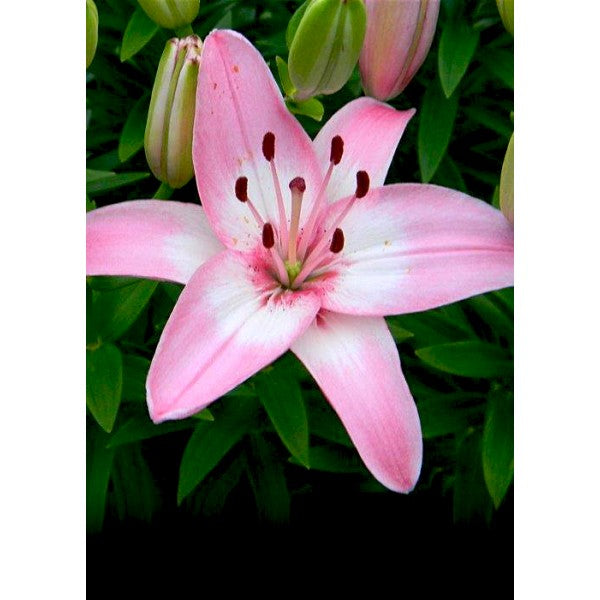 Olejek zapachowy LILIA 100ML