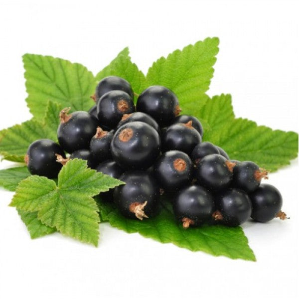 Olejek zapachowy Czarna porzeczka 100ML