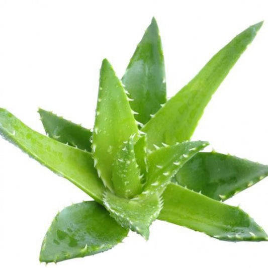 OLEJEK ZAPACHOWY ALOE VERA – 100 ml