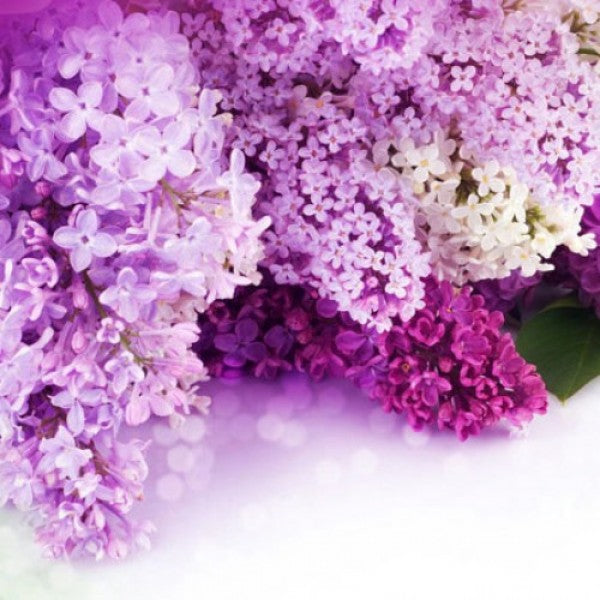 Olejek zapachowy BEZ FRANCUSKI 100ML