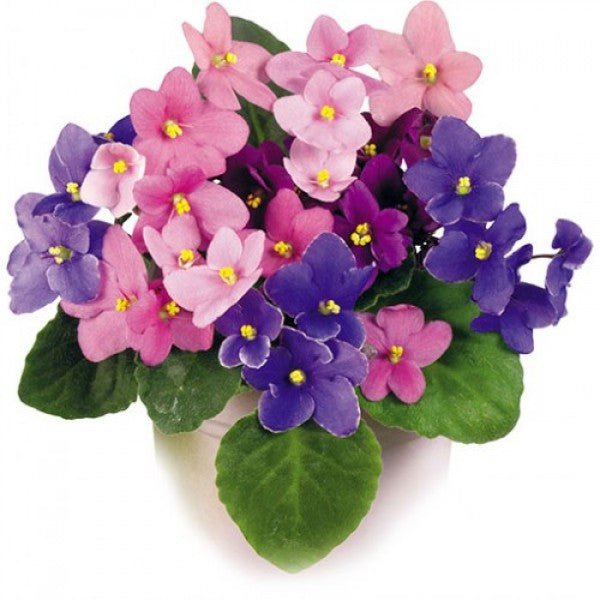 Olejek zapachowy FIOŁEK 100ML