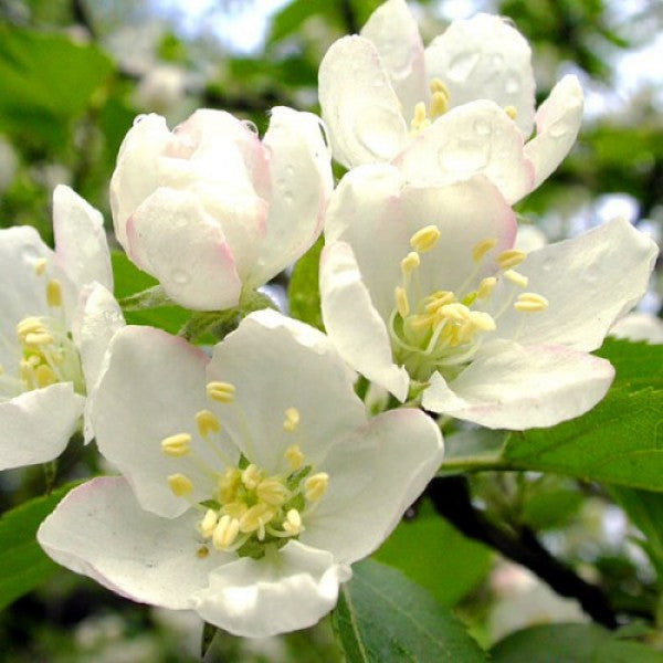 Olejek zapachowy JAŚMIN 100ML