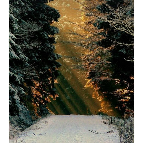 Olejek zapachowy Leśna Magia 100ml