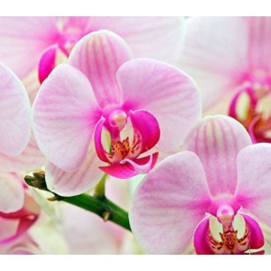 Olejek zapachowy ORCHIDEA 100ML