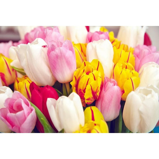 Olejek zapachowy TULIPAN 100ML